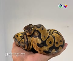 Ball python rescued in entrapment operation in Bataan