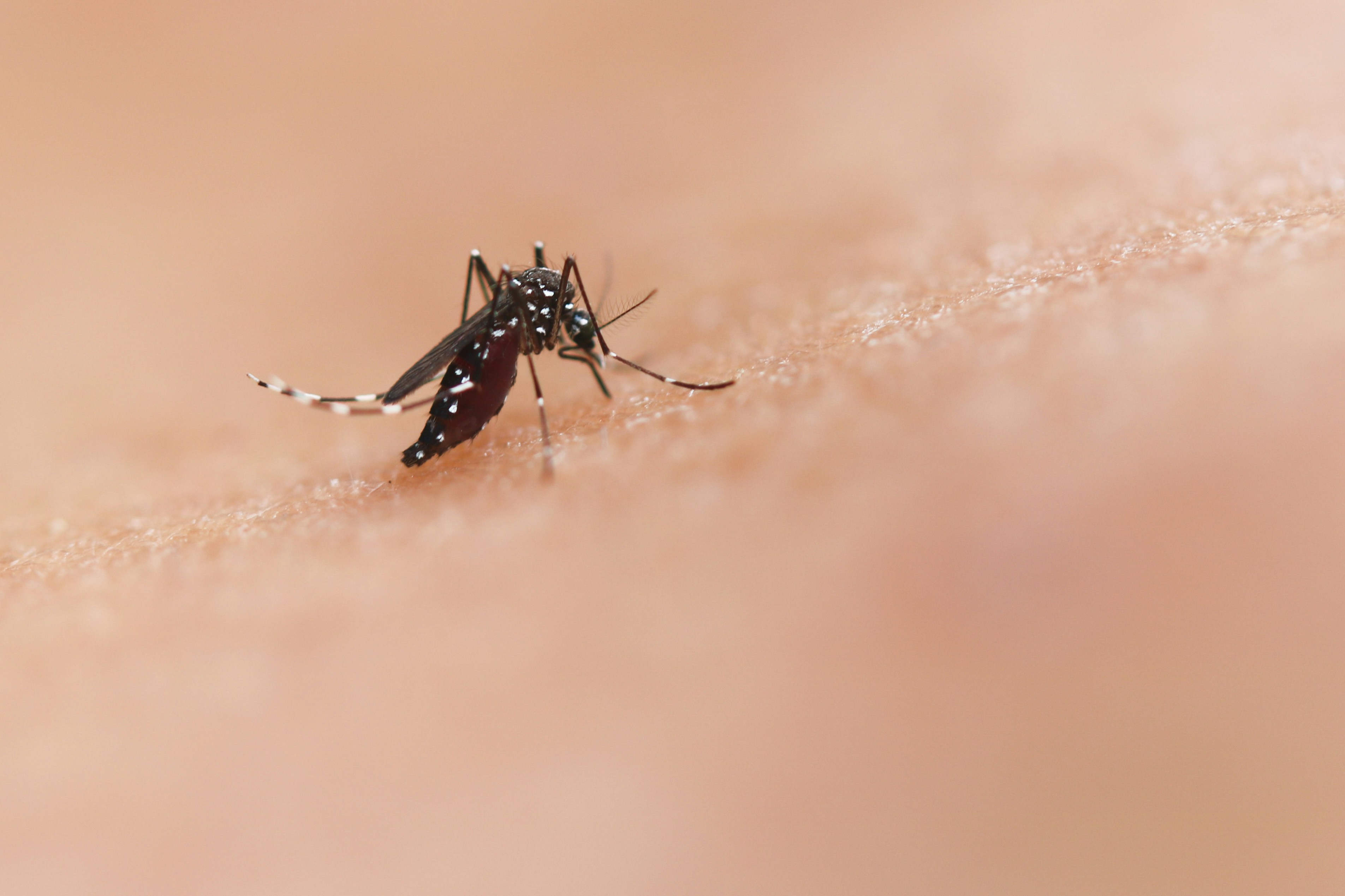 When the rain comes, dengue season follows: 8 things to know