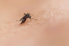 When the rain comes, dengue season follows: 8 things to know