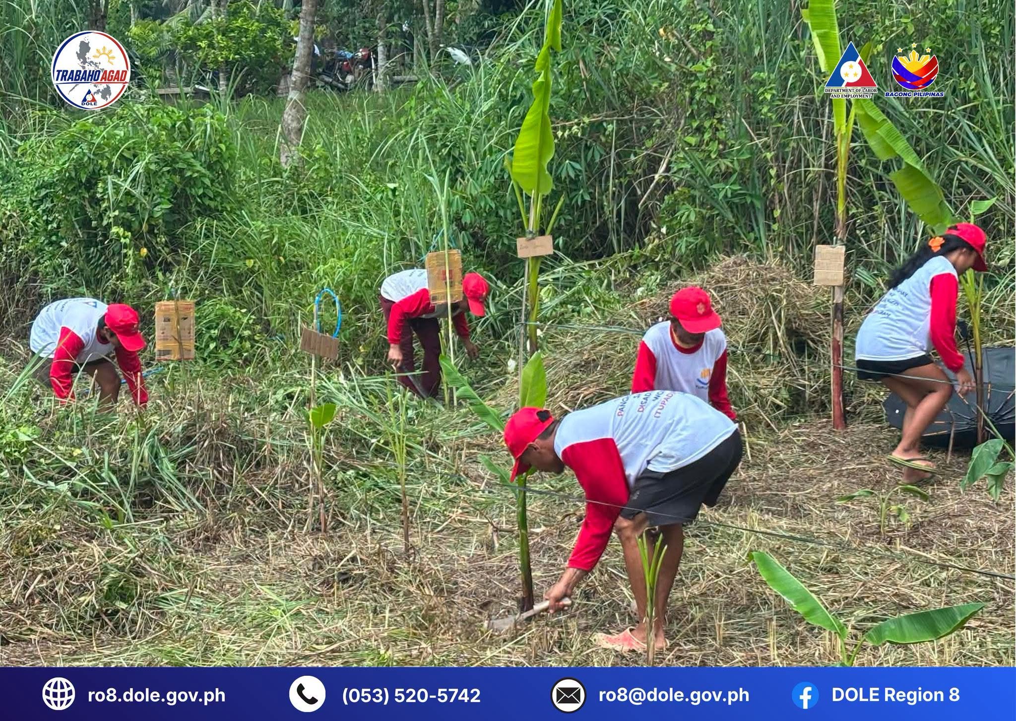 TUPAD supports abaca rehabilitation in Northern Samar