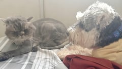 Cats got my heart