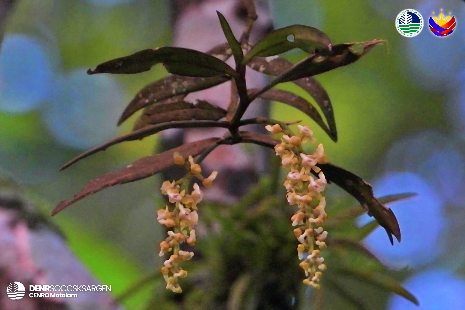 Seven species of endemic orchids recorded in Magpet, Cotabato