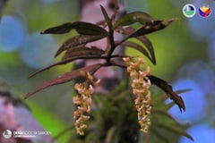 Seven species of endemic orchids recorded in Magpet, Cotabato