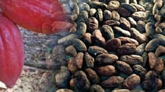 Philippine cacao enters New Zealand market