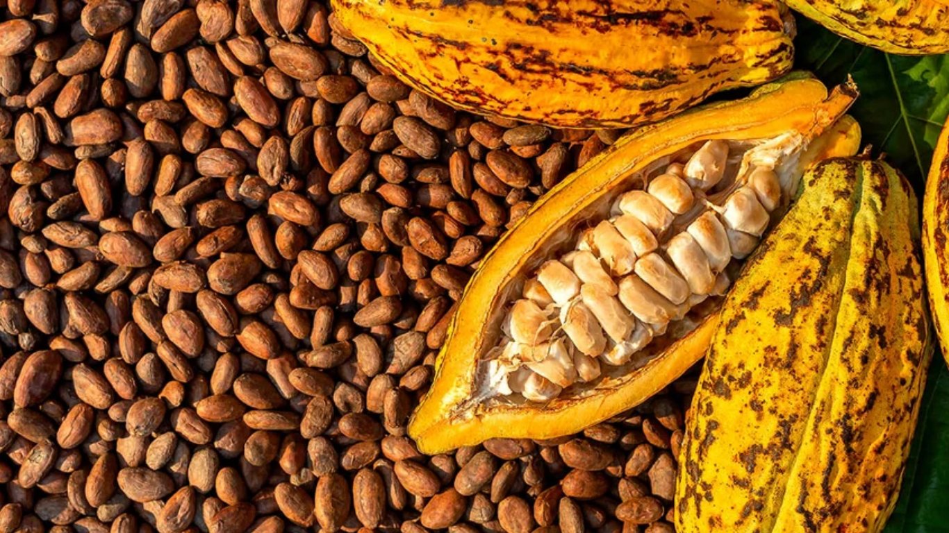Philippine cacao enters New Zealand market