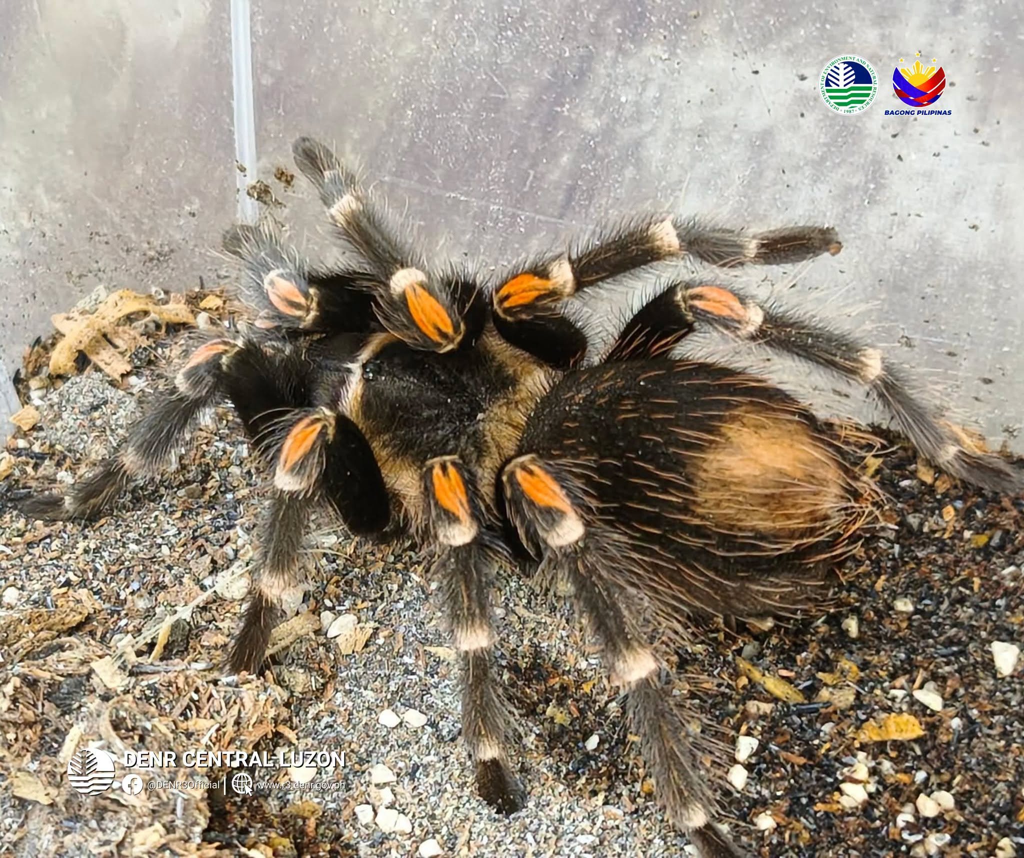 4 exotic tarantulas rescued, turned over to Subic wildlife center
