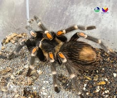 4 exotic tarantulas rescued, turned over to Subic wildlife center