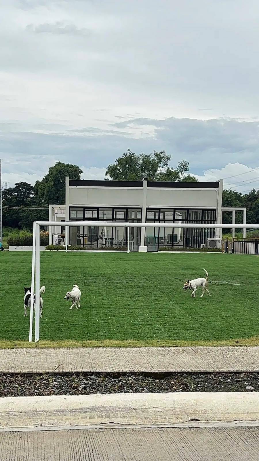 Cases like this underscore the importance of responsible pet ownership, spaying and neutering, adoption and sustained stray-animal management.