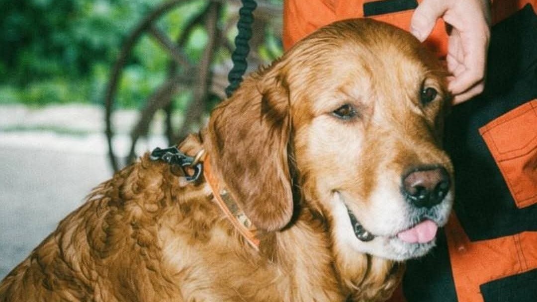 Tracker dog Zuma joins search for missing teen