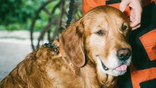 Tracker dog Zuma joins search for missing teen
