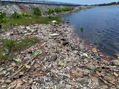 BFAR probes alleged fish kill in Cancabato Bay