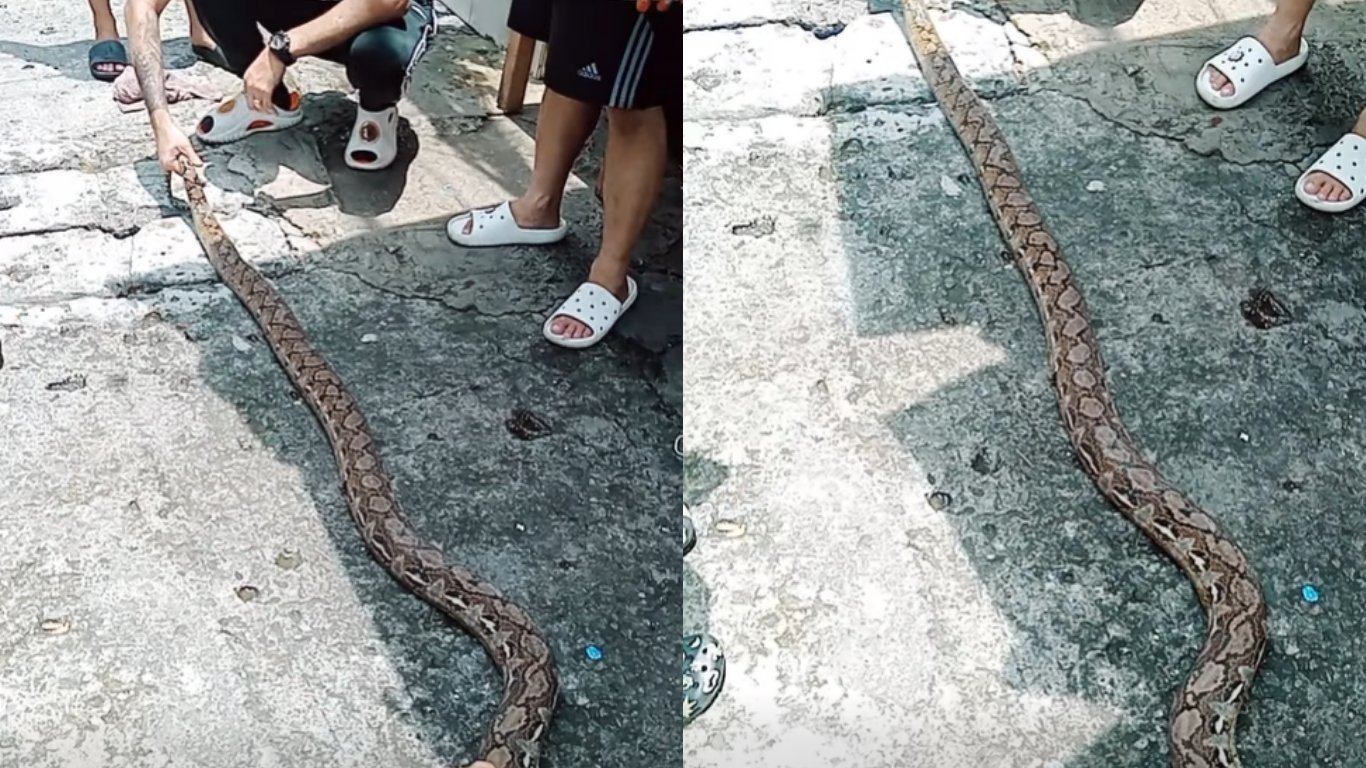 Python rescued from Mandaluyong homes