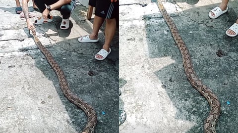 Python rescued from Mandaluyong homes