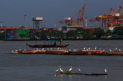 Egrets of Baseco