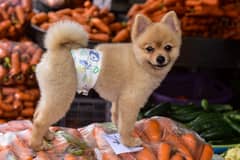 Carrot king