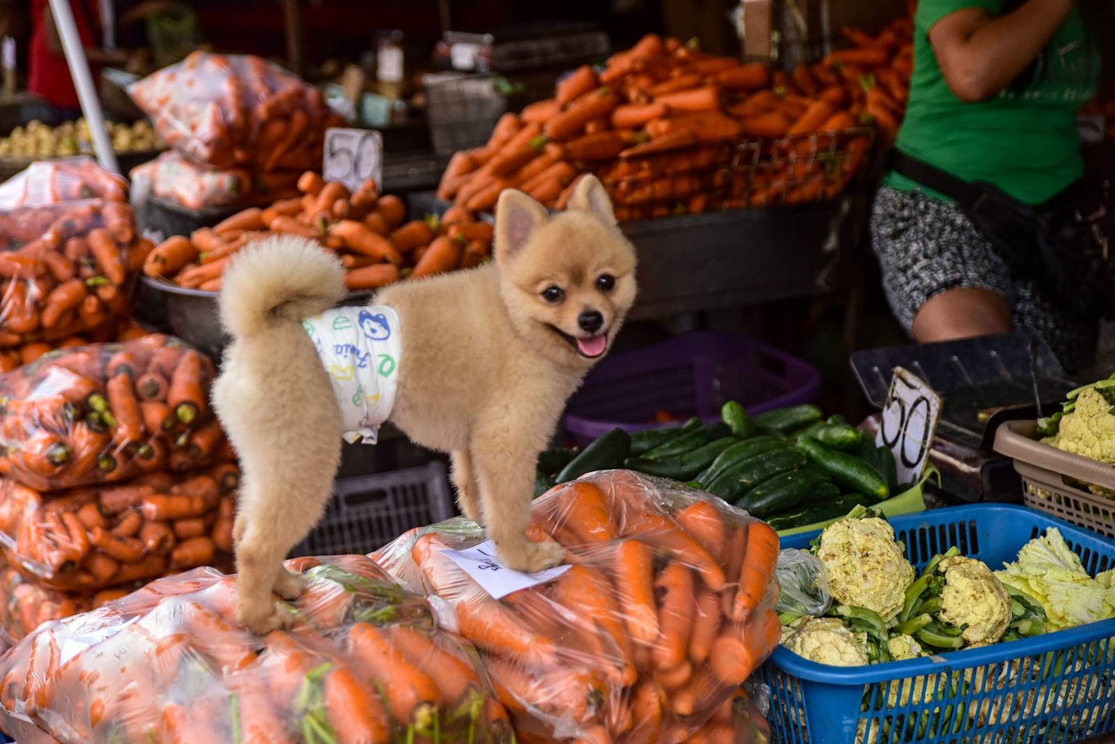 A dog is seen on top of a pile of carrots at a market in Divisoria, Manila, on 15 August. | Zedrich Xylak Madrid