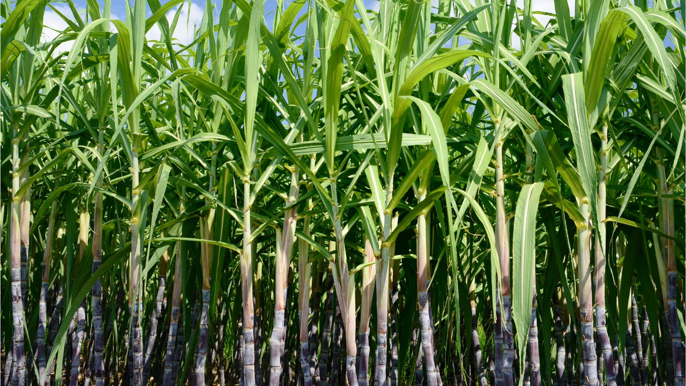 Iloilo battles sugarcane pest