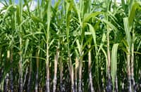 Iloilo battles sugarcane pest