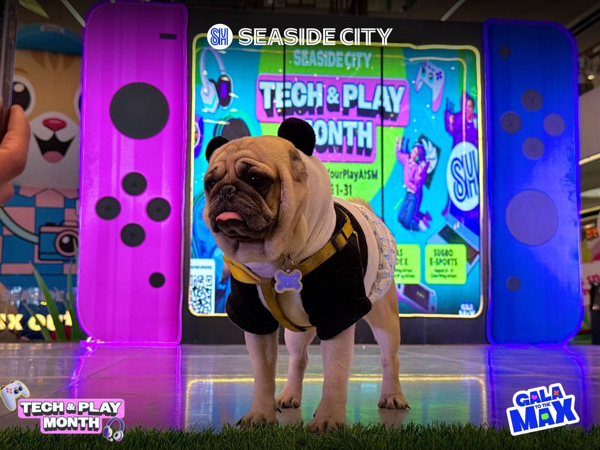 An adorable pug in a costume poses during the event.