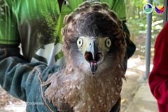 Philippine Serpent Eagle rescued in Kidapawan