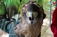 Philippine Serpent Eagle rescued in Kidapawan