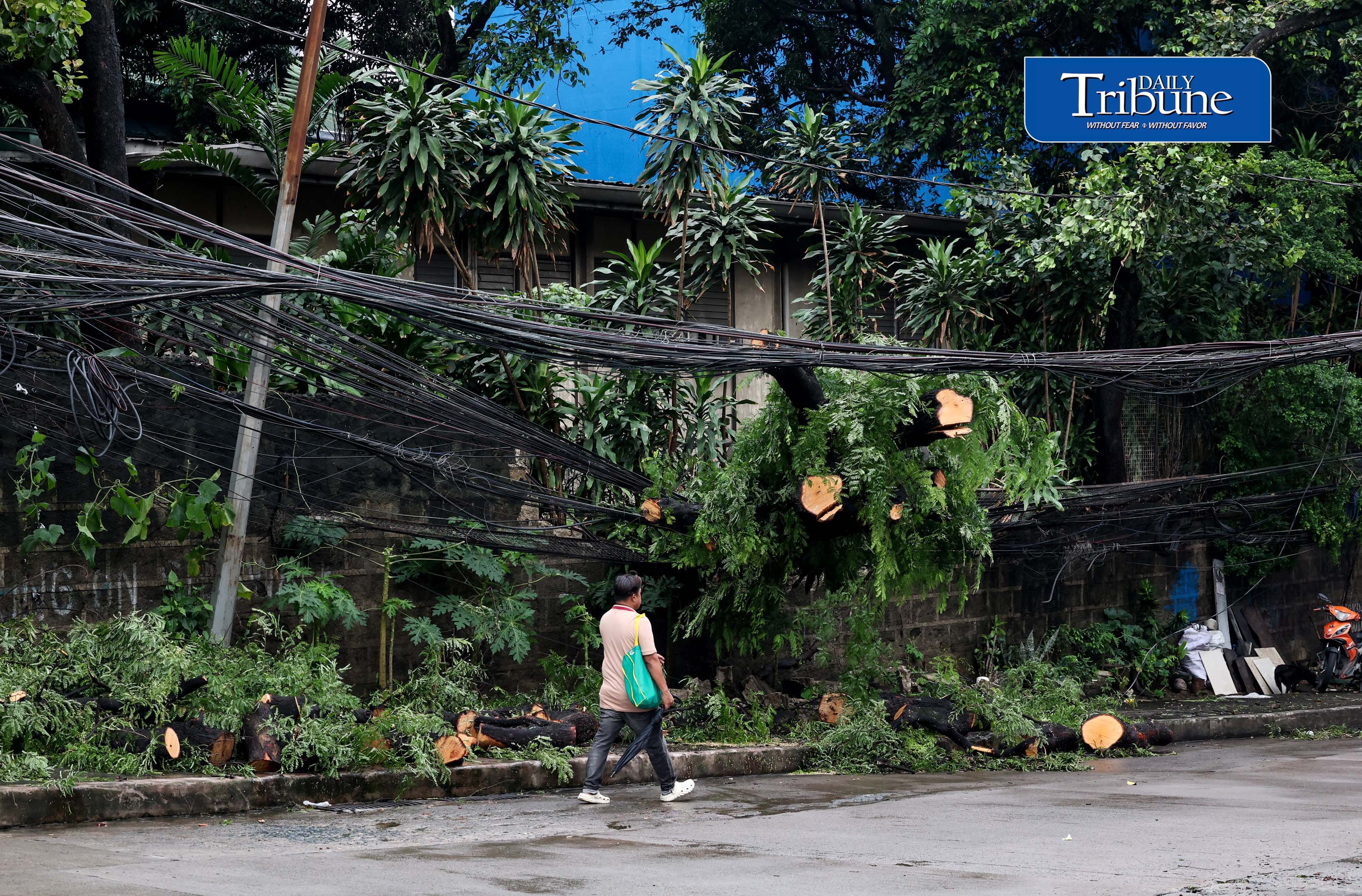 Fallen tree 