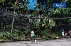 Fallen tree