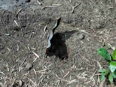 Fetus found preserved in jar buried in New Lucena, Iloilo