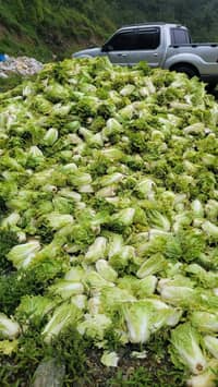 Low prices force Benguet farmers to dump vegetables