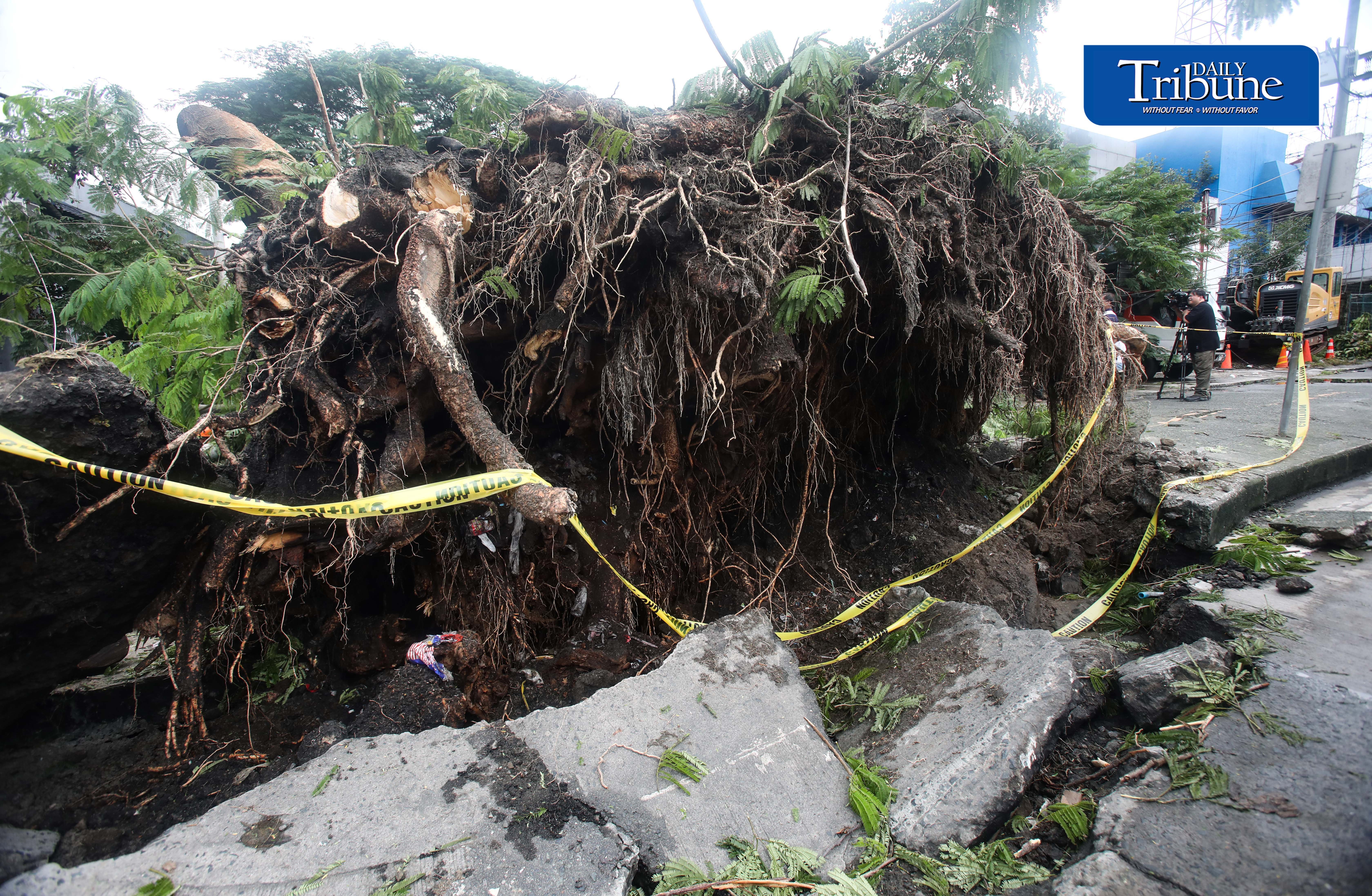 Fallen tree disrupts EDSA traffic