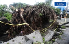 Fallen tree disrupts EDSA traffic