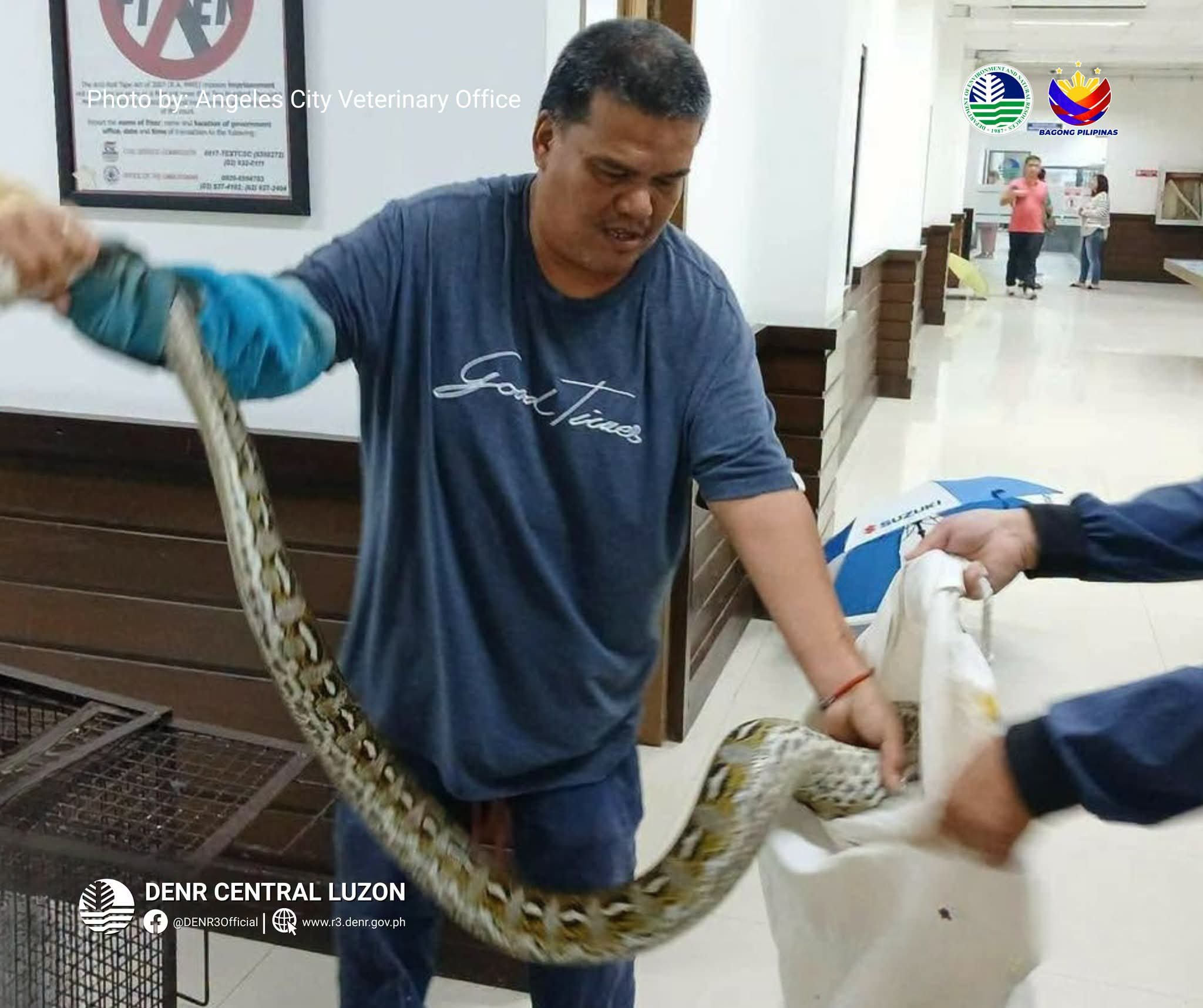 Three pythons rescued in Angeles City