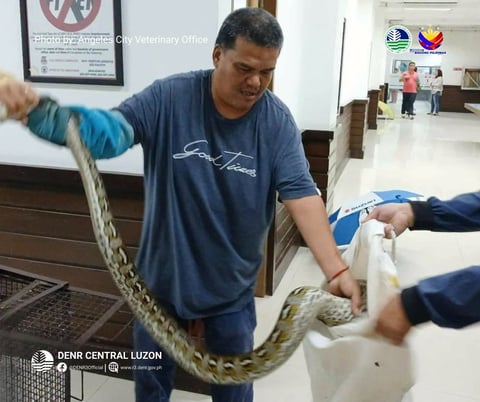 Three pythons rescued in Angeles City