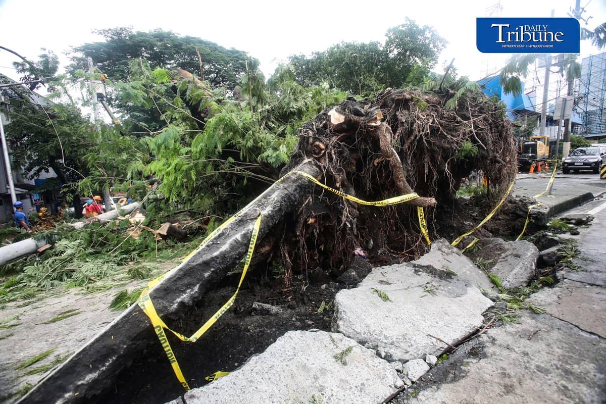 Meralco and MMDA personnel clear a fallen acacia tree branch and an affected electric post along EDSA corner K3rd Street in Quezon City early Tuesday, 18 August 2026. Photo by Analy Labor.