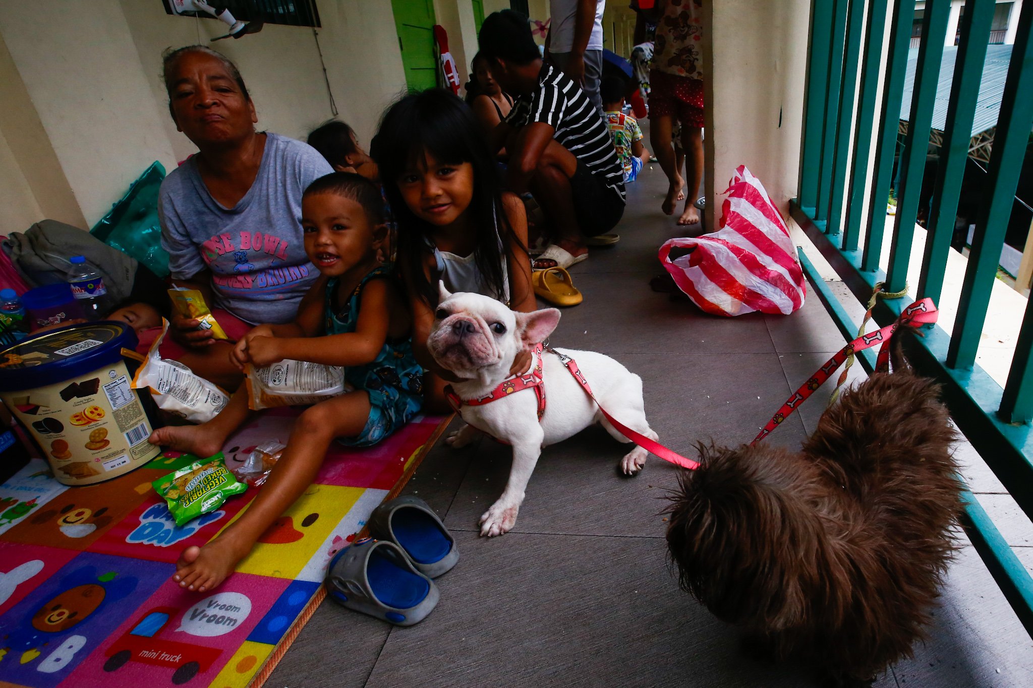 Furry evacuees seek shelter