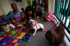 Furry evacuees seek shelter