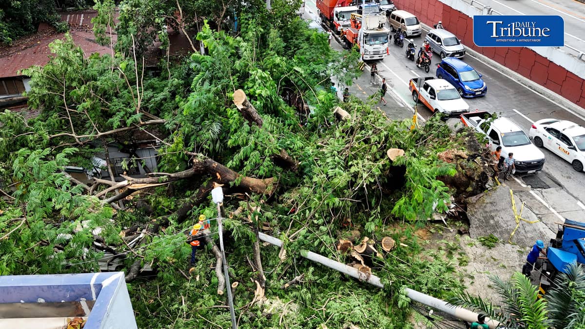 Meralco and MMDA personnel clear a fallen acacia tree branch and an affected electric post along EDSA corner K3rd Street in Quezon City early Tuesday, 18 August 2026. Photo by Analy Labor.