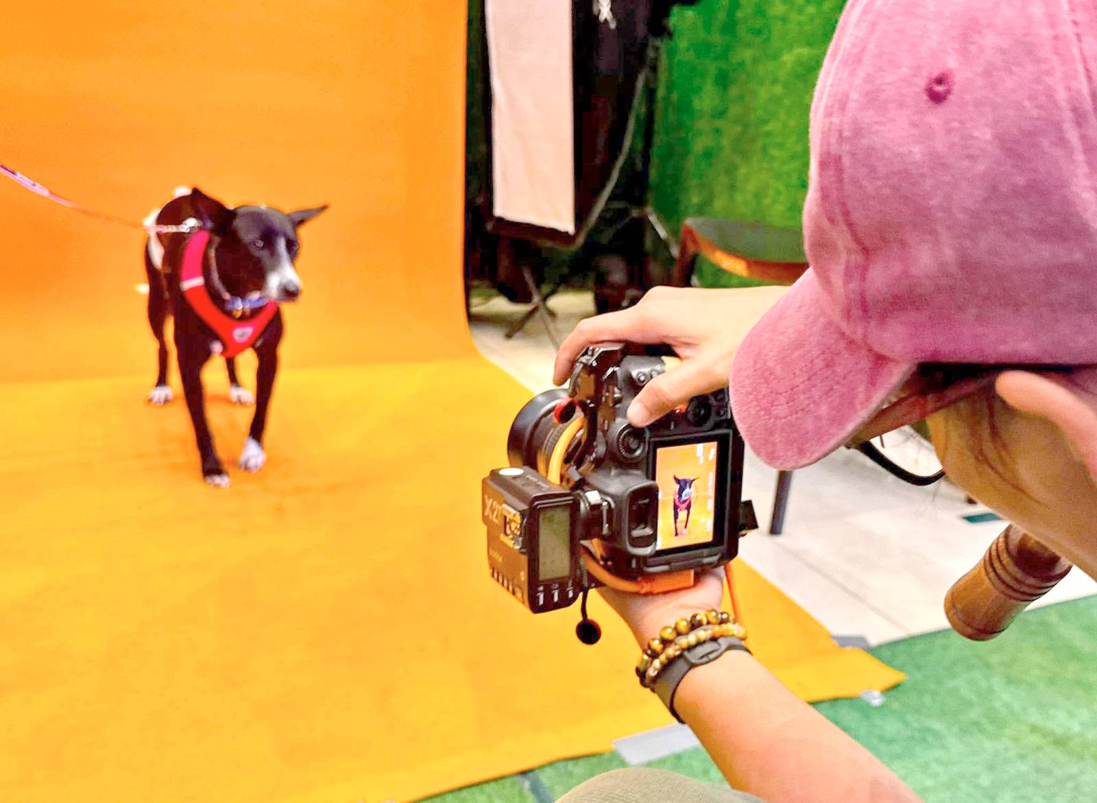 A Stray-vivoR gets pampered with a professional photo shoot by Frisky Pawtraits