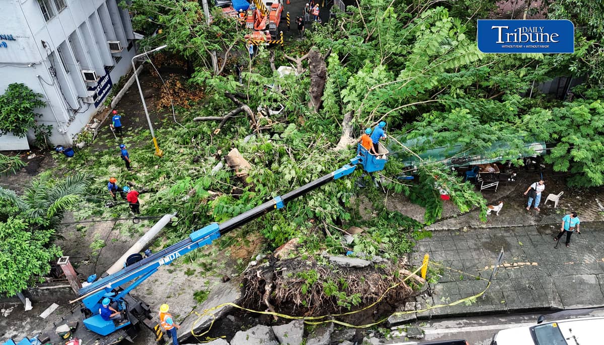 (August 18 2026) Meralco and MMDA personnel work together to clear the Acacia tree branch after it fell and the Electric post affected by the incident, on Tuesday dawn at along Edsa corner of K3rd Street in Quezon City on Tuesday, August 18, 2026. Photo/Analy Labor