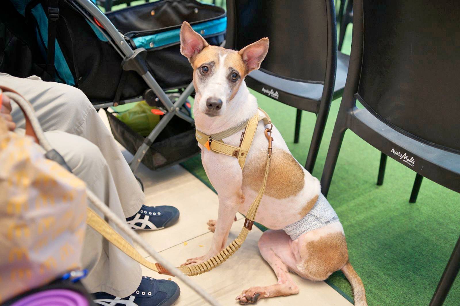 Cubby, a rescued ‘tripod’ aspin.