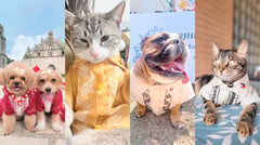 Filipiniana for pets?