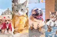 THESE cats and dogs are proudly Filipino.