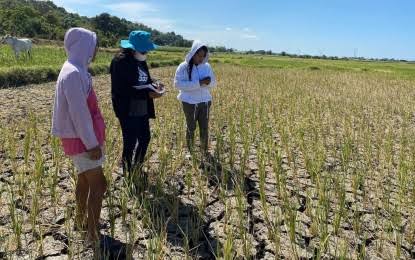 Heavy rains boost dams, could support P25-B rice output