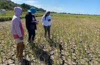 Heavy rains boost dams, could support P25-B rice output