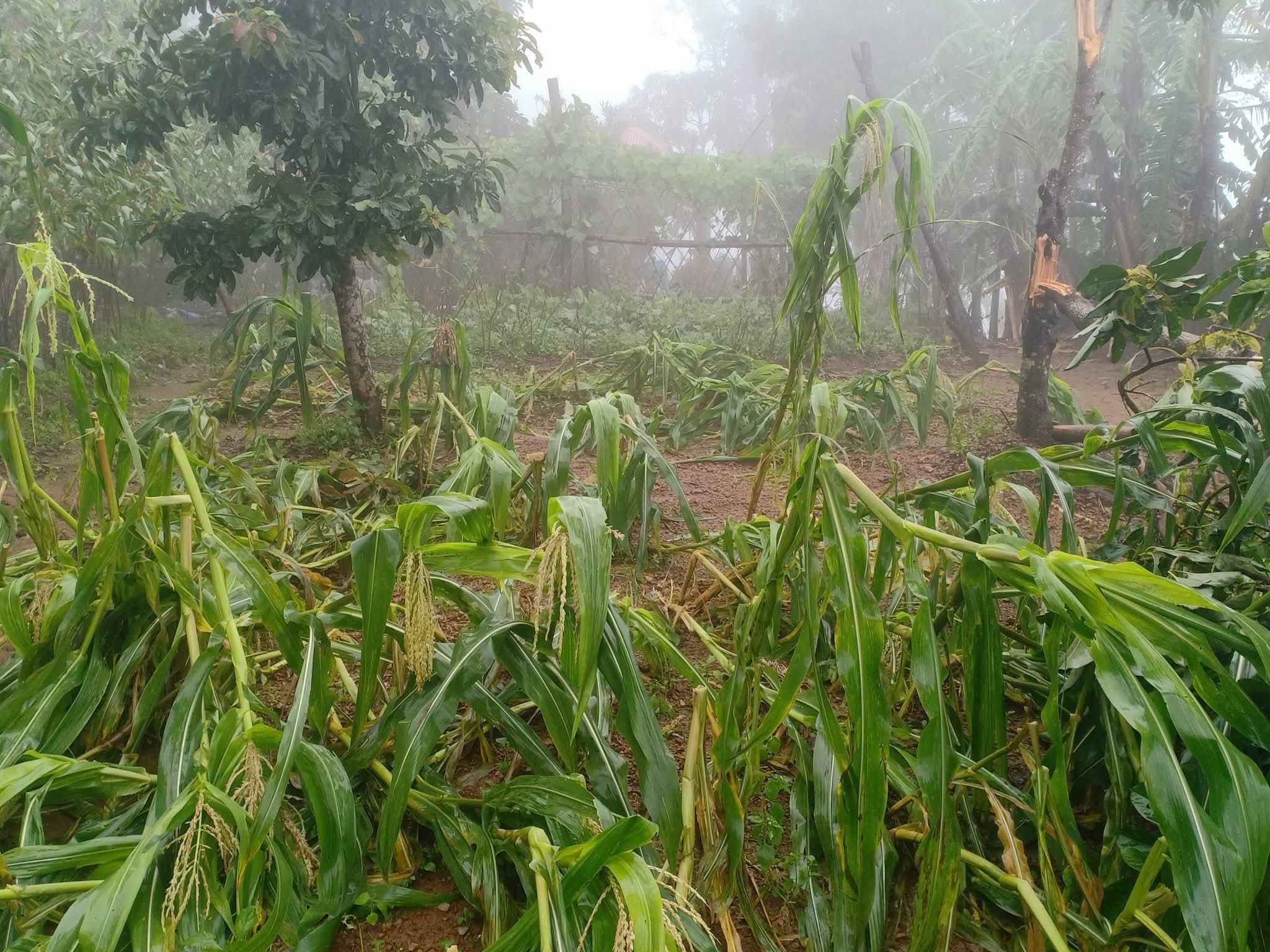 Benguet agriculture losses near P500M