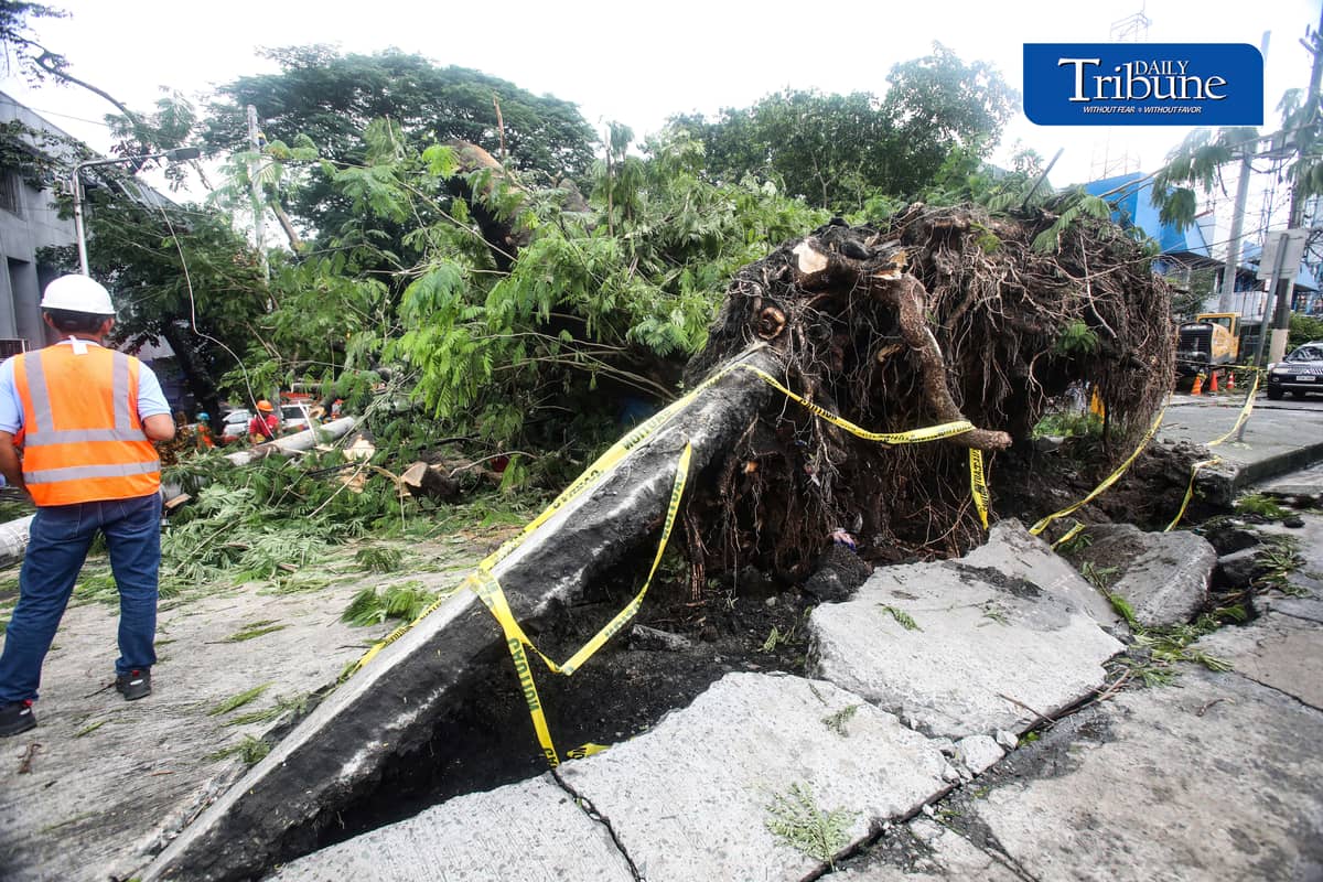 Meralco and MMDA personnel clear a fallen acacia tree branch and an affected electric post along EDSA corner K3rd Street in Quezon City early Tuesday, 18 August 2026. Photo by Analy Labor.