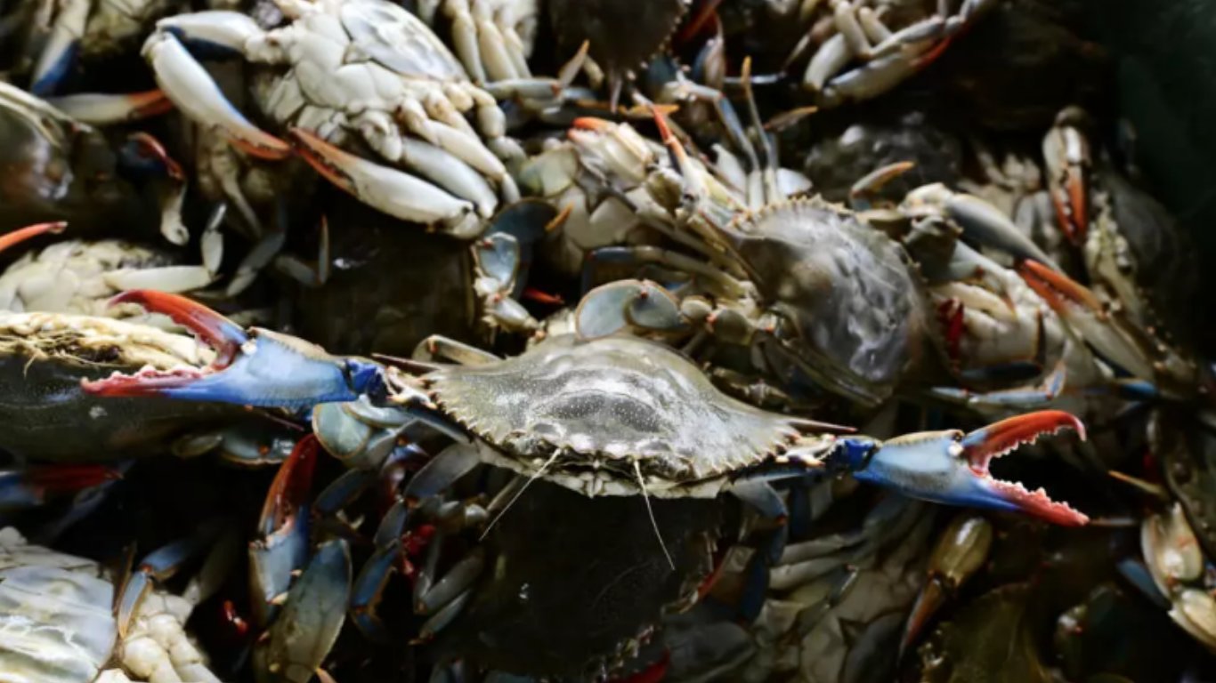 Octopus fights crab invasion