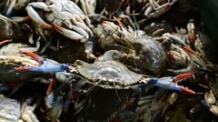 Octopus fights crab invasion