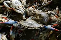 Octopus fights crab invasion