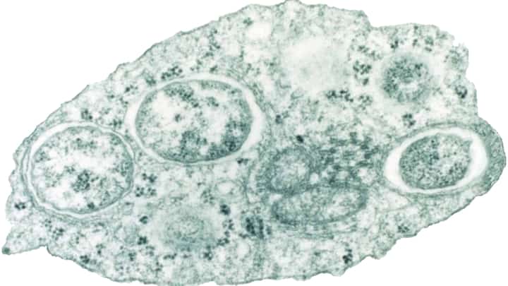 Baguio eyed as testing ground for Wolbachia tech vs dengue